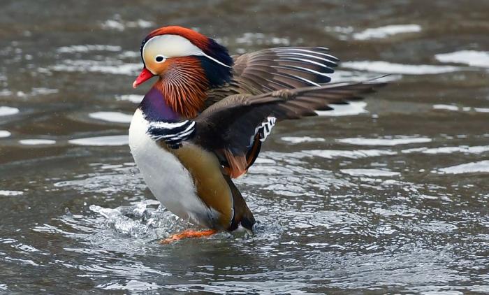 For Your Consideration The Central Park Hot Duck